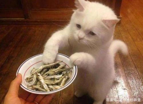 猫怀孕期间能不能吃鱼