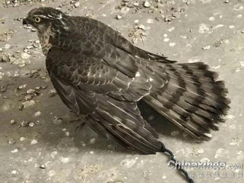 鸽子自己撞死怎么回事