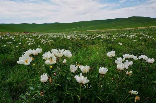 乌拉盖芍药谷花期晚了2021年