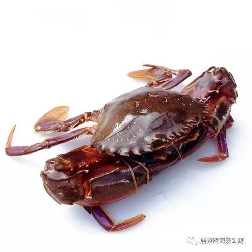 赤甲红和花盖是一种螃蟹么