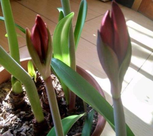 朱顶红的养殖方法