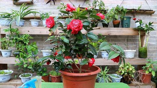 茶梅夏天枯萎怎么挽救