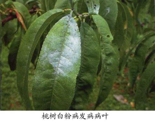 桃树叶子可以杀真菌吗