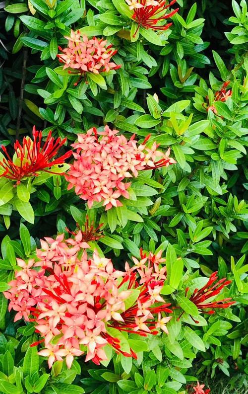 龙船花移植季节