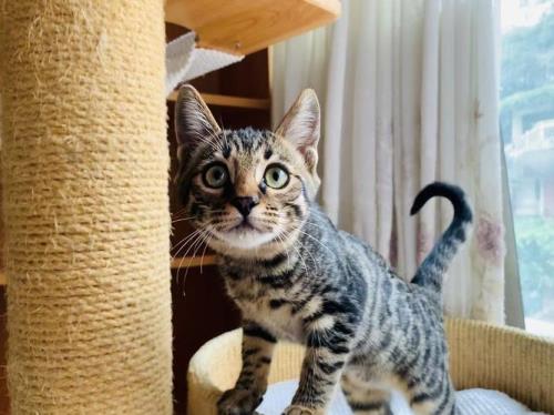 狸花猫能跳多高极限