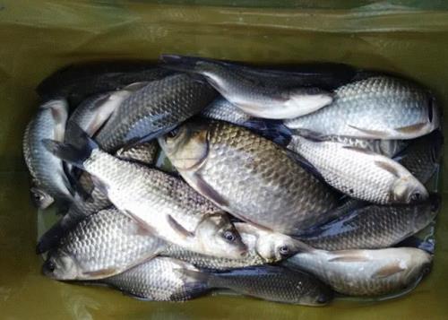 子母钩钓鲫鱼效果好吗