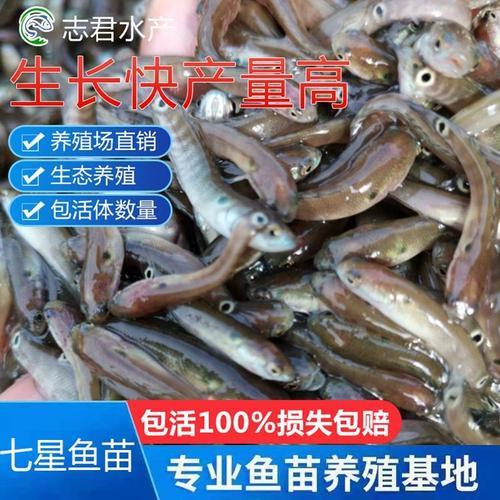 七星鱼苗能吃小虾吗