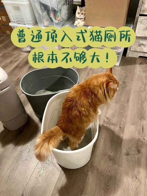 带猫旅游怎么解决上厕所