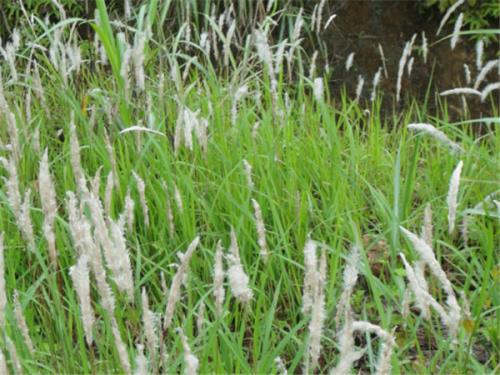 白芋根是什么植物