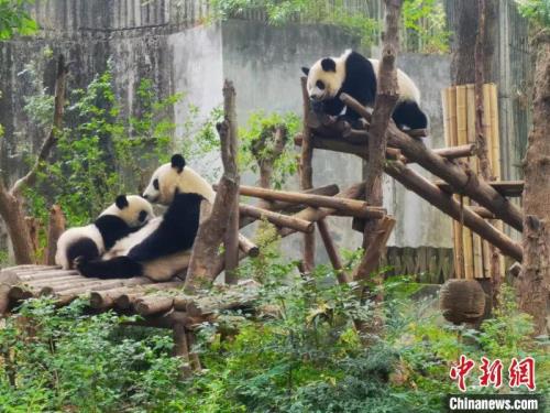 成都熊猫基地观光车有必要坐吗