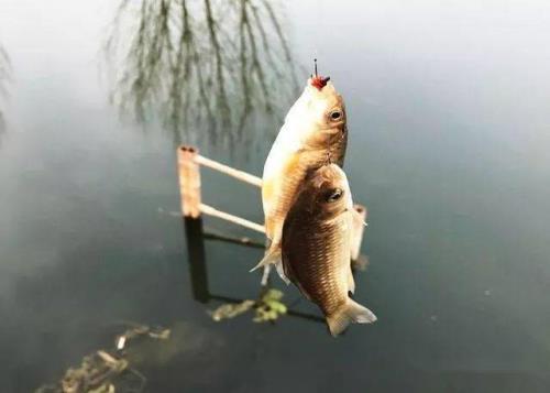 刺秋鳅鱼怎么钓