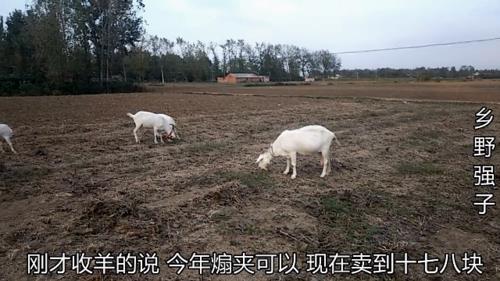 农村随意放羊处罚政策