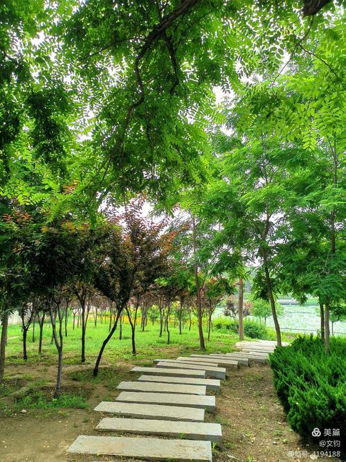 池边树是什么树