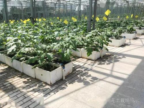 室内蔬菜怎么种植