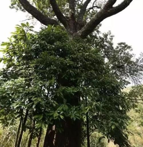 紫楠生长速度