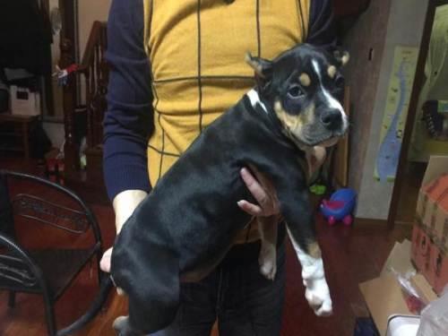 斯塔福犬需要绑耳吗