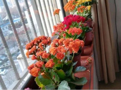 长寿花独角兽优缺点