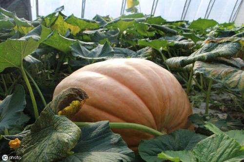 蜜本南瓜可以爬架吗