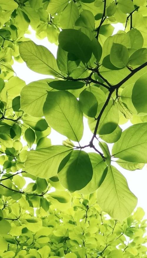 两岸什么树叶绿油油