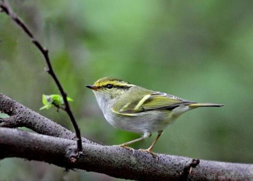 黄腰柳莺如何配料
