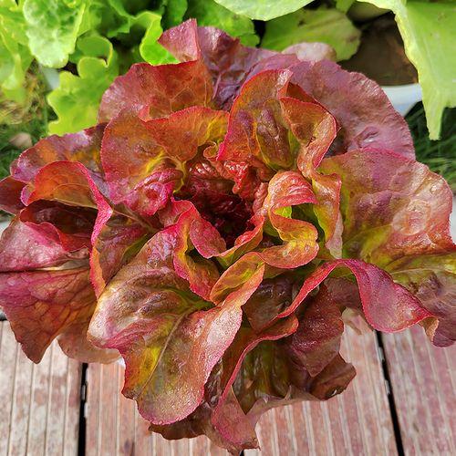 咖啡菜能耐零下多少度底温