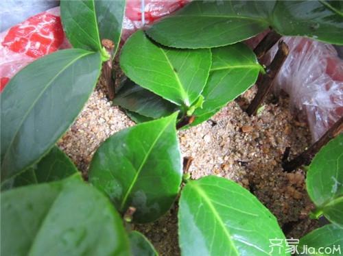 洗米水可以浇茶花吗