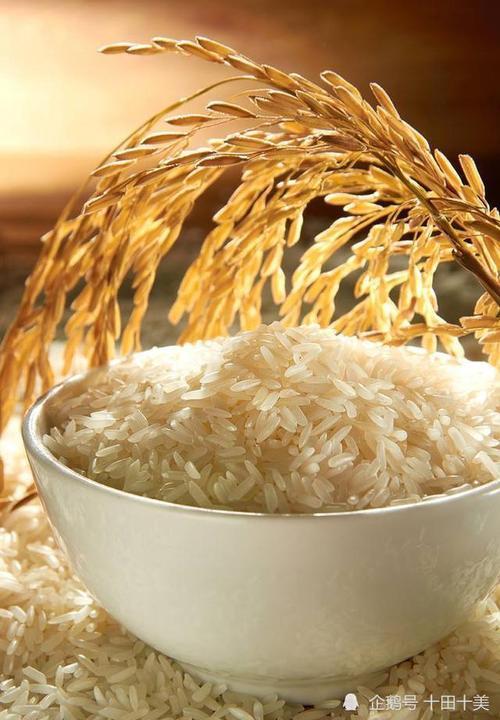 稻米和米饭的区别