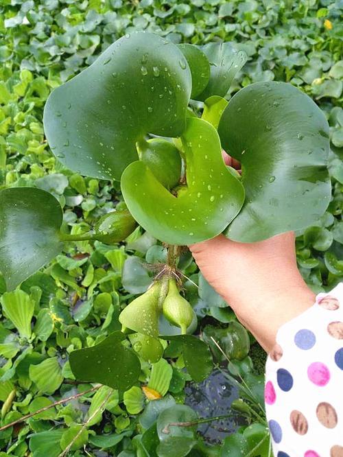 水葫芦果实怎么吃