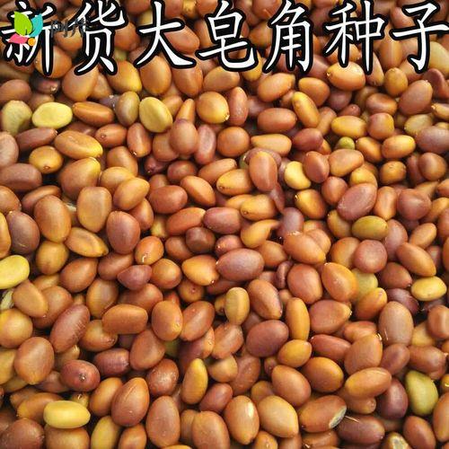 皂角树种子怎么种