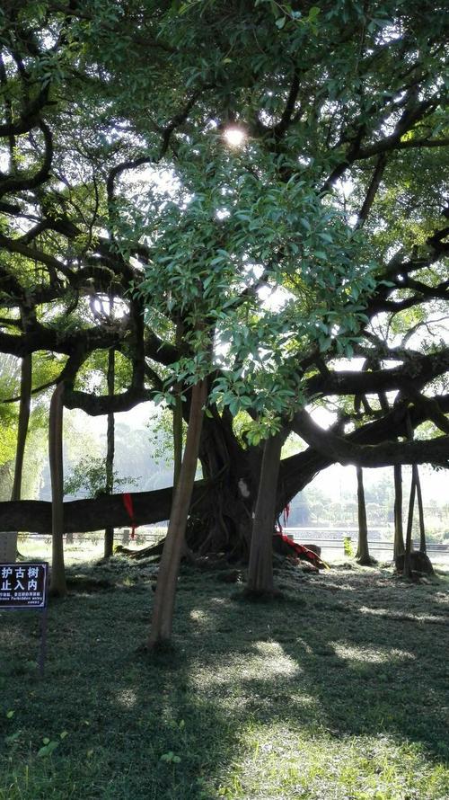 什么的大榕树填形容词