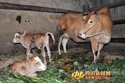 怎么让牛犊奶包变大