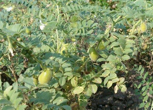 热带能种植鹰嘴豆吗