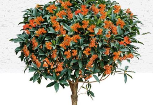 桂花品种详细介绍