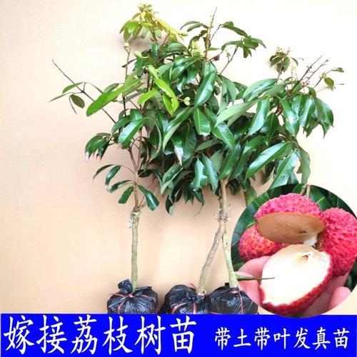 荔枝嫁接一个月还没发芽能活吗