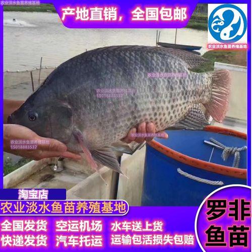 养罗非鱼最小要多大池