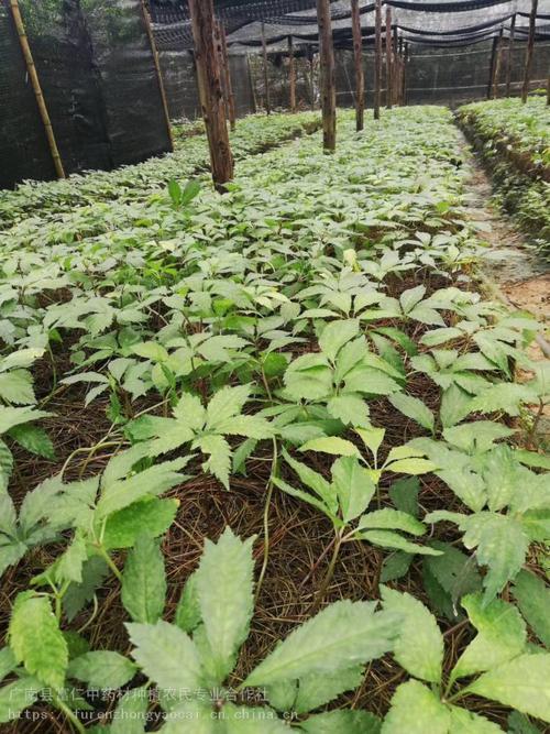 竹节参是保护植物吗