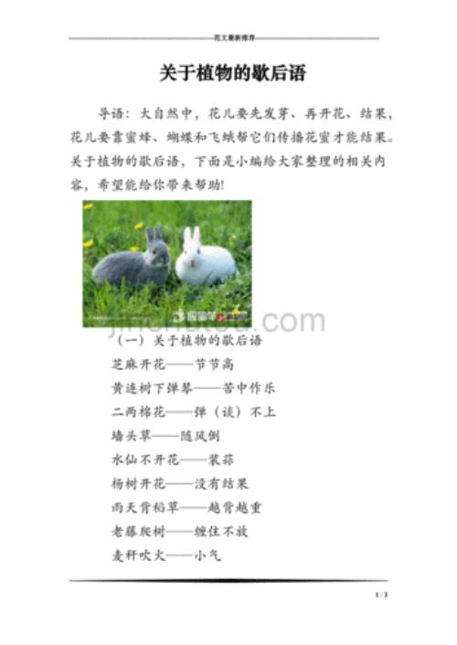 关于兔年的歇后语