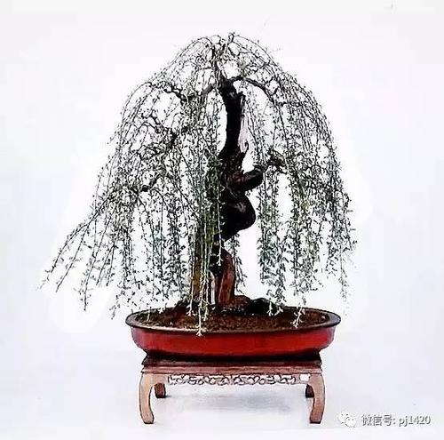 小石积盆景可以养室内吗
