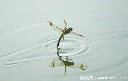 蜻蜓点水是啥意思啊