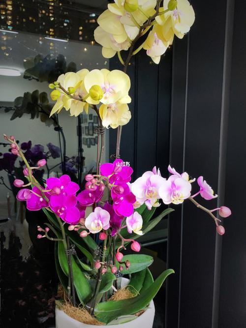 蝴蝶兰混搭好看还是单色好看