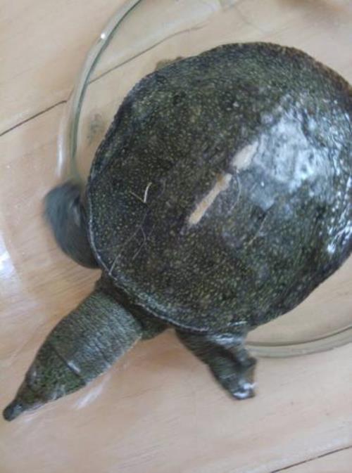 甲鱼和王八有什么区别