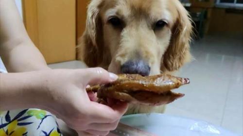 金毛能吃什么骨头