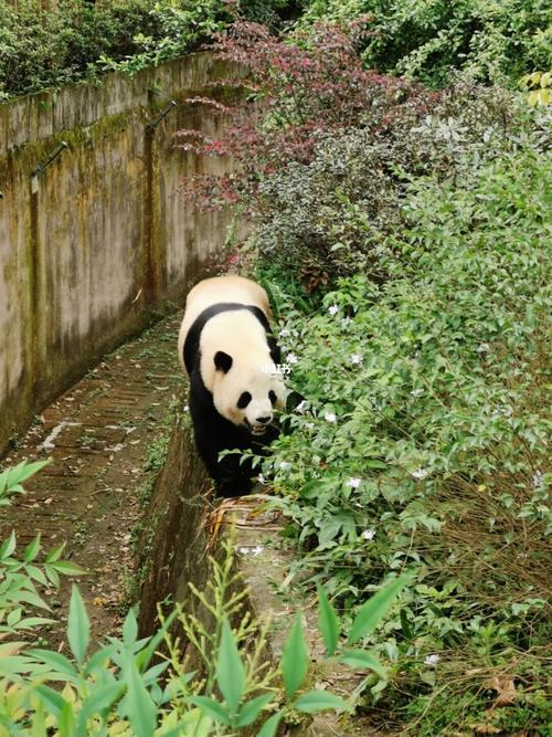 成都熊猫基地开车去好停车吗