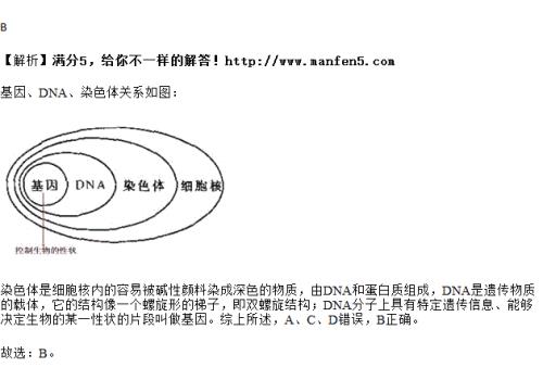 基因位于染色体还是DNA