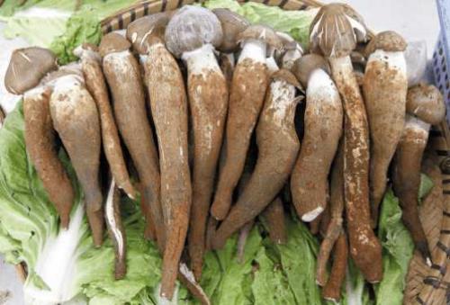 菌菇鲜是什么