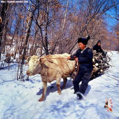 东北偏僻山村的真实生活