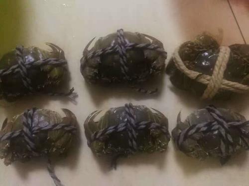 毛蟹放冰箱能活多久