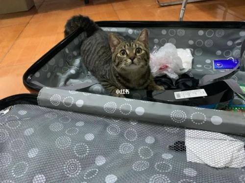 背着猫包可以上高铁吗