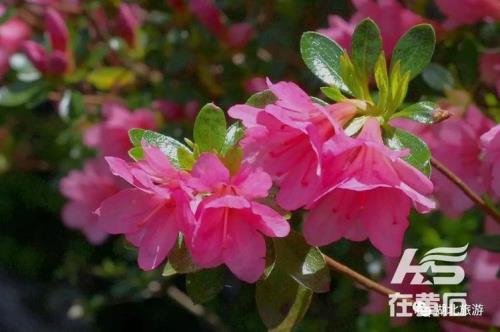 杜鹃和映山红的区别是什么