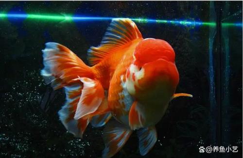 金鱼如何养殖